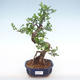 Pokojová bonsai - Ulmus parvifolia - Malolistý jilm PB220135 - 1/3