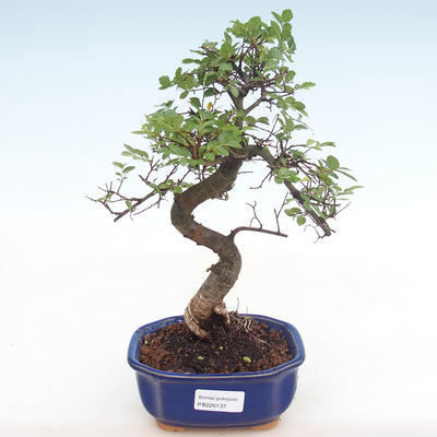 Pokojová bonsai - Ulmus parvifolia - Malolistý jilm PB220137 - 1