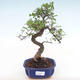 Pokojová bonsai - Ulmus parvifolia - Malolistý jilm PB220137 - 1/3