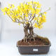 Vonkajšie bonsai - Zlatice - Forsythia intermedia Week End - 1/3