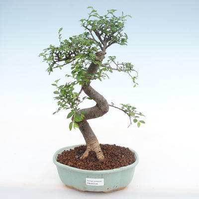Pokojová bonsai - Ulmus parvifolia - Malolistý jilm PB220139 - 1