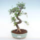 Pokojová bonsai - Ulmus parvifolia - Malolistý jilm PB220139 - 1/3