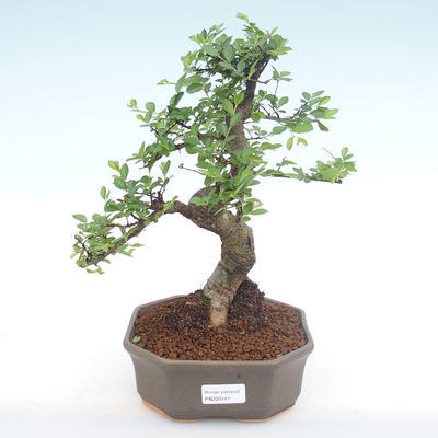 Pokojová bonsai - Ulmus parvifolia - Malolistý jilm PB220141 - 1