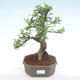 Pokojová bonsai - Ulmus parvifolia - Malolistý jilm PB220141 - 1/3