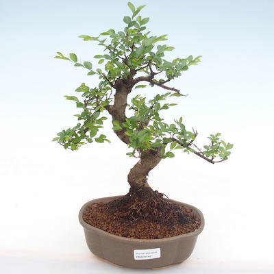 Pokojová bonsai - Ulmus parvifolia - Malolistý jilm PB220142 - 1