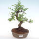 Pokojová bonsai - Ulmus parvifolia - Malolistý jilm PB220142 - 1/3