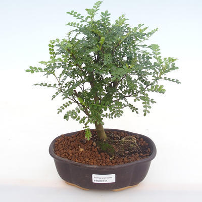 Pokojová bonsai - Zantoxylum piperitum - Pepřovník PB220144 - 1