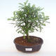 Pokojová bonsai - Zantoxylum piperitum - Pepřovník PB220144 - 1/4
