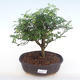 Pokojová bonsai - Zantoxylum piperitum - Pepřovník PB220146 - 1/4