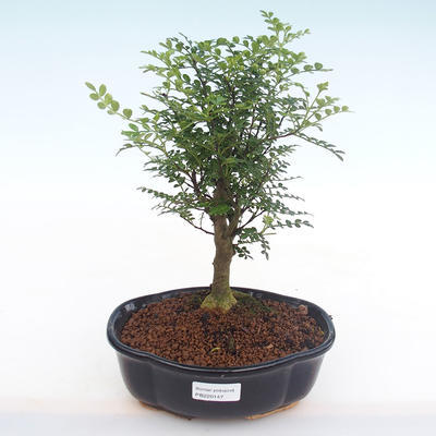 Pokojová bonsai - Zantoxylum piperitum - Pepřovník PB220147 - 1