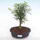 Pokojová bonsai - Zantoxylum piperitum - Pepřovník PB220147 - 1/4