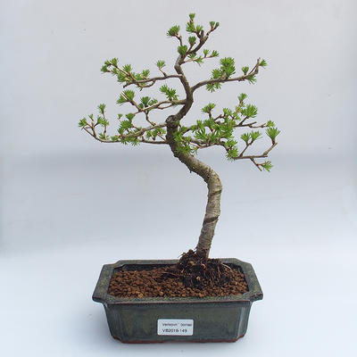 Vonkajší bonsai -Larix decidua - Smrekovec opadavý