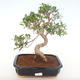 Pokojová bonsai - Ficus retusa -  malolistý fíkus PB220151 - 1/2