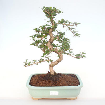 Pokojová bonsai - Carmona macrophylla - Čaj fuki PB220153 - 1