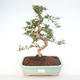 Pokojová bonsai - Carmona macrophylla - Čaj fuki PB220153 - 1/5