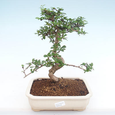 Pokojová bonsai - Carmona macrophylla - Čaj fuki PB220156 - 1