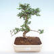 Pokojová bonsai - Carmona macrophylla - Čaj fuki PB220156 - 1/5