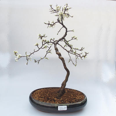 Vonkajšie bonsai - trnka obyčajná - Prunus spinosa
