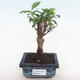 Pokojová bonsai - Ficus retusa -  malolistý fíkus PB220157 - 1/2