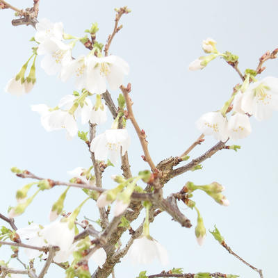 Vonkajšie bonsai - Prunus in Kojonno mai-Slivio - Slivka VB2020-157 - 1