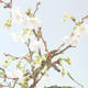 Vonkajšie bonsai - Prunus in Kojonno mai-Slivio - Slivka VB2020-157 - 1/2