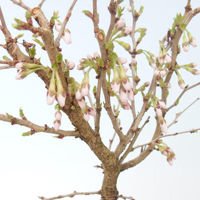 Vonkajšie bonsai - Prunus in Kojonno mai-Slivio - Slivka VB2020-159 - 1