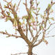 Vonkajšie bonsai - Prunus in Kojonno mai-Slivio - Slivka VB2020-159 - 1/2