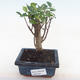 Pokojová bonsai - Ficus retusa -  malolistý fíkus PB220161 - 1/2