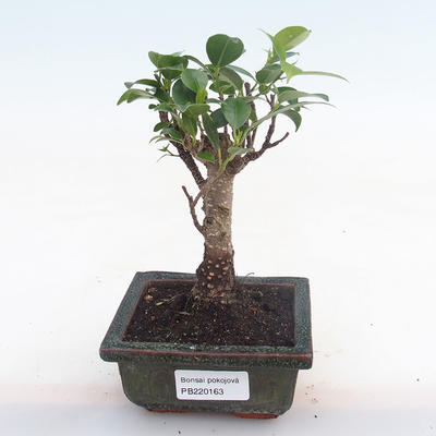 Pokojová bonsai - Ficus retusa -  malolistý fíkus PB220163 - 1