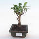 Pokojová bonsai - Ficus retusa -  malolistý fíkus PB220163 - 1/2