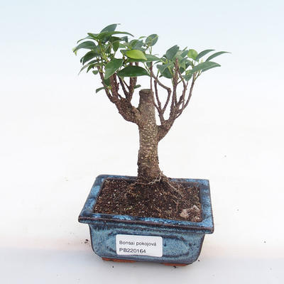 Pokojová bonsai - Ficus retusa -  malolistý fíkus PB220164 - 1