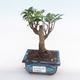 Pokojová bonsai - Ficus retusa -  malolistý fíkus PB220164 - 1/2