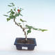 Pokojová bonsai - malokvětý ibišek PB220165 - 1/2