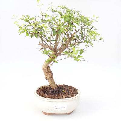 Pokojová bonsai-PUNICA granatum nana-Granátové jablko PB220168 - 1
