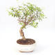 Pokojová bonsai-PUNICA granatum nana-Granátové jablko PB220168 - 1/3