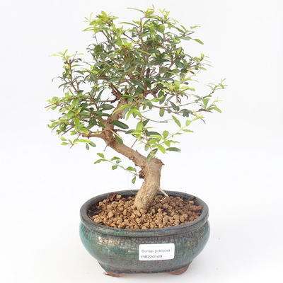 Pokojová bonsai-PUNICA granatum nana-Granátové jablko PB220169 - 1