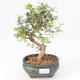 Pokojová bonsai-PUNICA granatum nana-Granátové jablko PB220169 - 1/3