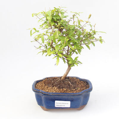 Pokojová bonsai-PUNICA granatum nana-Granátové jablko PB220173 - 1