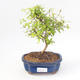 Pokojová bonsai-PUNICA granatum nana-Granátové jablko PB220173 - 1/3
