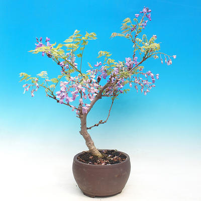 Vonkajšie bonsai - Wisteria - Wisteria chinensis