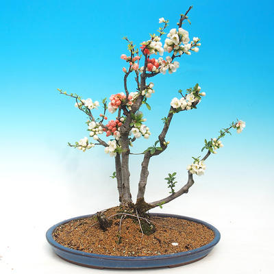 Vonkajšie bonsai - Chaenomeles - Dulovec dvojfarebný - 1