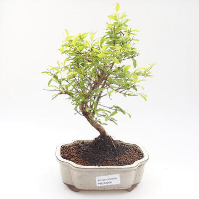 Pokojová bonsai-PUNICA granatum nana-Granátové jablko PB220200 - 1