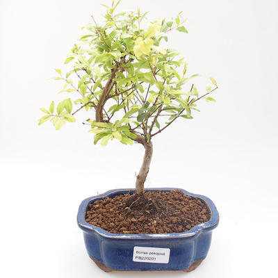 Pokojová bonsai-PUNICA granatum nana-Granátové jablko PB220201 - 1