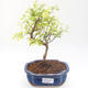 Pokojová bonsai-PUNICA granatum nana-Granátové jablko PB220201 - 1/3