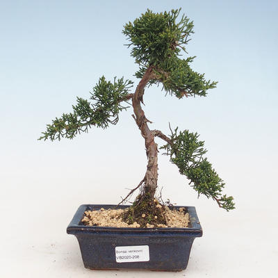 Vonkajšie bonsai - Juniperus chinensis -Jalovec čínsky VB-2020-208