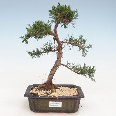 Vonkajšie bonsai - Juniperus chinensis -Jalovec čínsky VB-2020-215