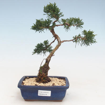 Vonkajšie bonsai - Juniperus chinensis -Jalovec čínsky VB-2020-216