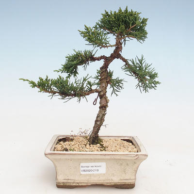Vonkajšie bonsai - Juniperus chinensis -Jalovec čínsky VB-2020-219
