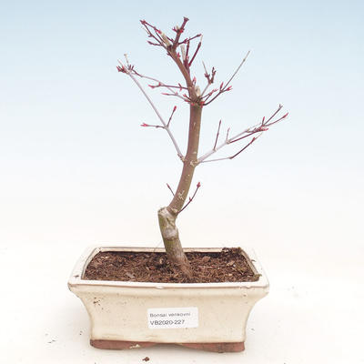 Vonkajšie bonsai - Javor palmatum DESHOJO - Javor dlaňolistý VB2020-227 - 1