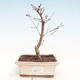 Vonkajšie bonsai - Javor palmatum DESHOJO - Javor dlaňolistý VB2020-227 - 1/3